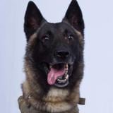 Héroe de la operación contra Al Bagdadi es un perro "hermoso"