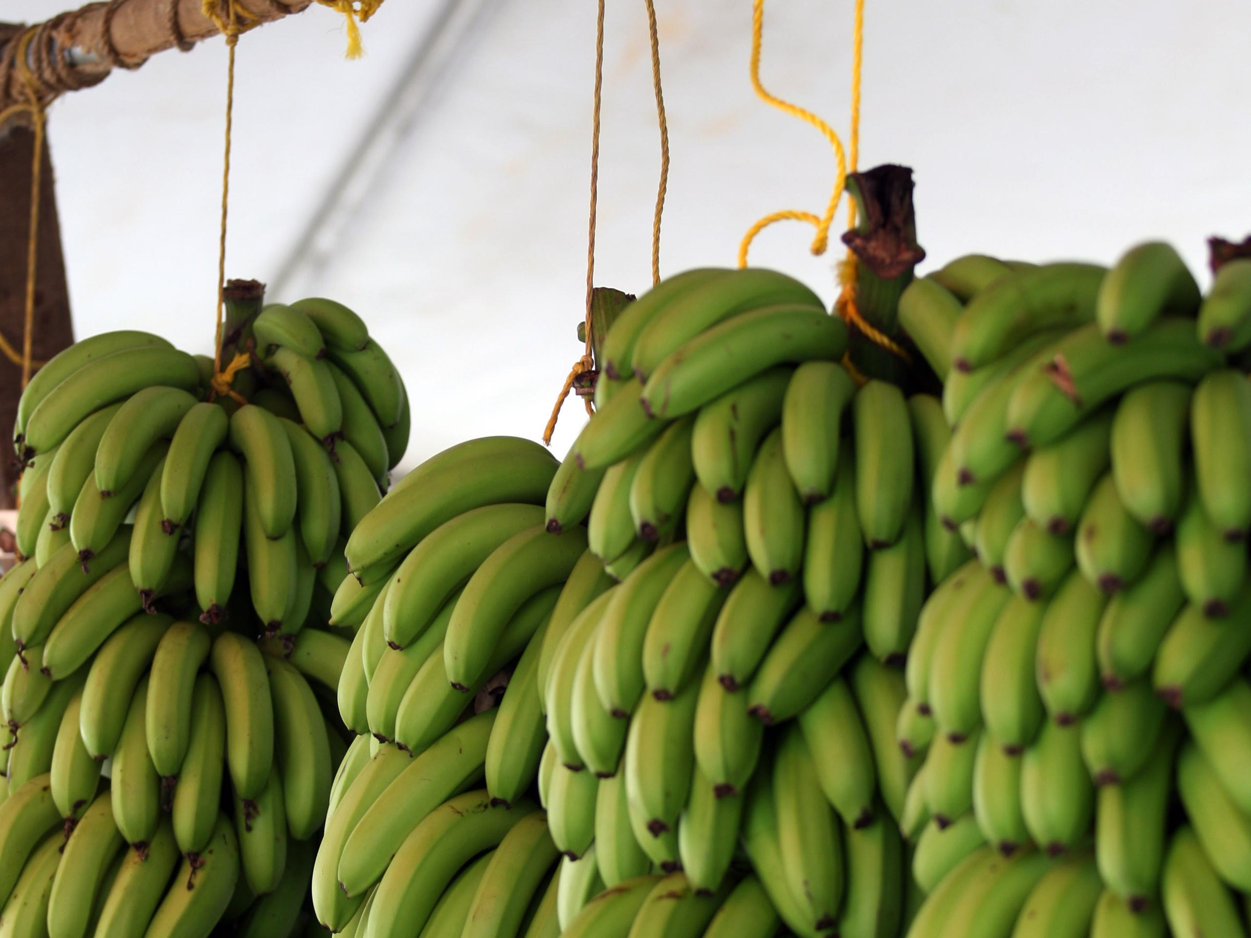 La importación de guineos desde Costa Rica surgió tras la devastación ocasionada por el huracán Fiona, el pasado 18 de septiembre, que dejó en el piso el 90 por ciento de las cosechas, incluyendo los plátanos.