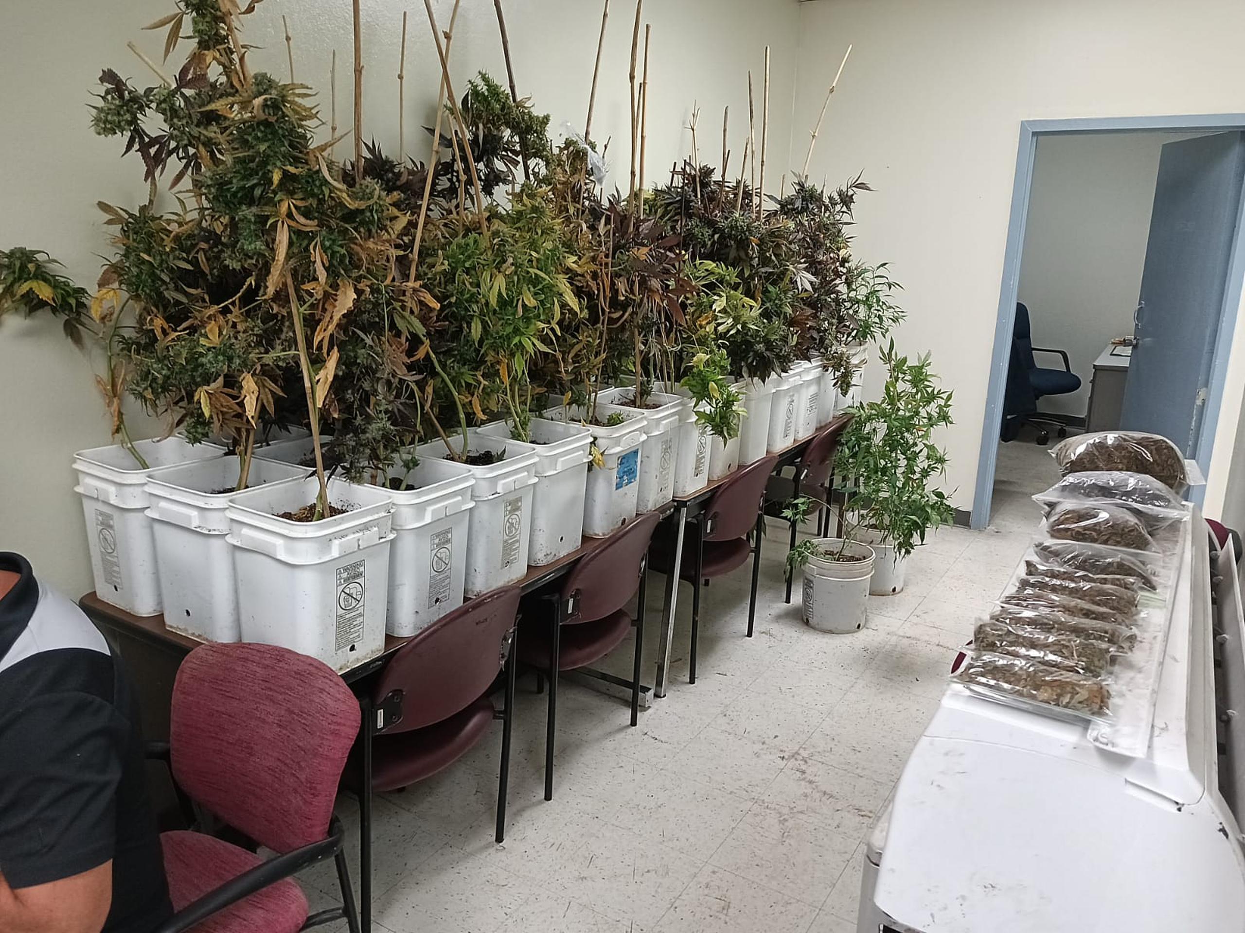 Un invernadero con 142 plantas de marihuana fue ocupado en un taller de reparación de transmisiones de vehículos, en el sector Hoyo del barrio Lavadero, en Hormigueros.