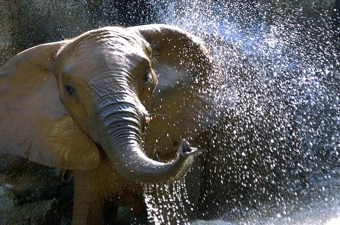 La elefanta Mundi es la atracción principal del Zoológico de Puerto Rico, en Mayagüez. (GFR Media/Archivo)