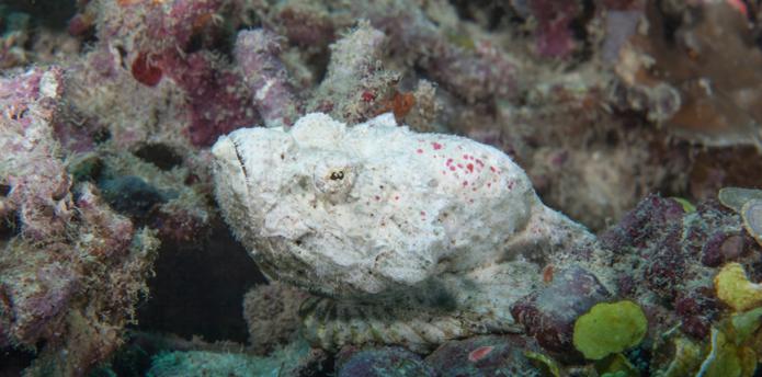 El pez piedra expulsa veneno a través de unas diminutas espinas localizadas sobre su espalda. (Shutterstock)