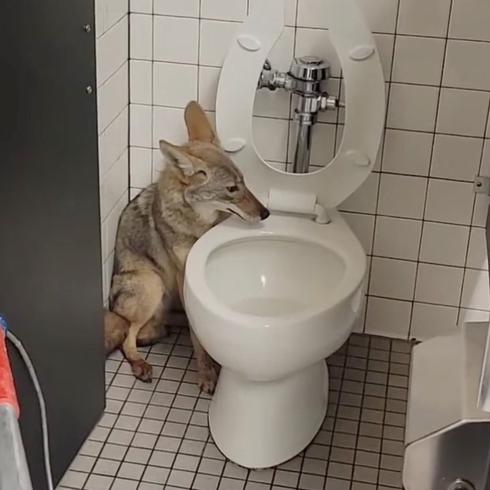 ¡Sorpresa! Coyote se esconde en el baño de una escuela en California