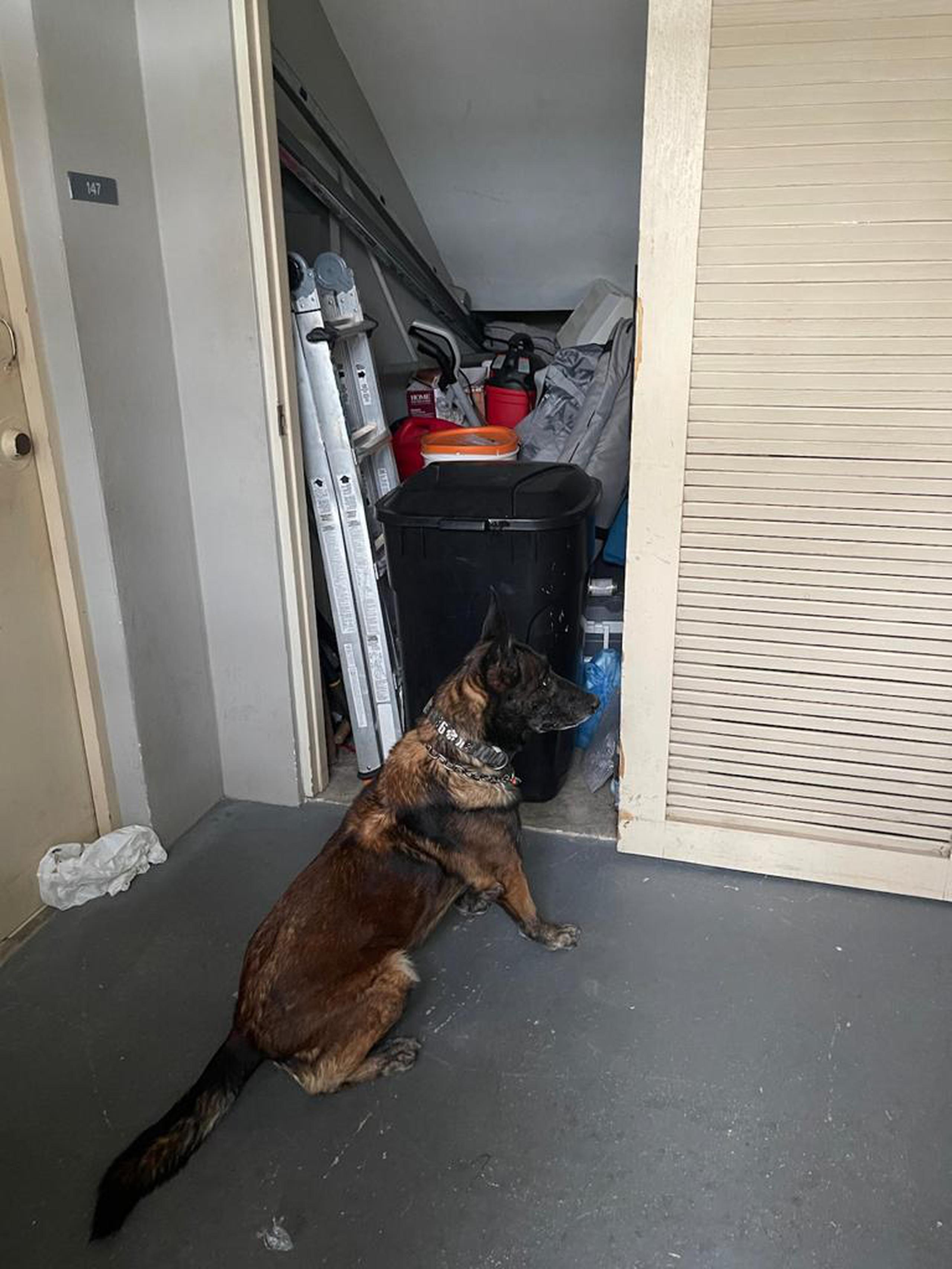 El perro Apolo de la Unidad Canina de Ponce, detectó drogas y municiones en una covacha de uno de los edificios del residencial Jardines de Buraré.