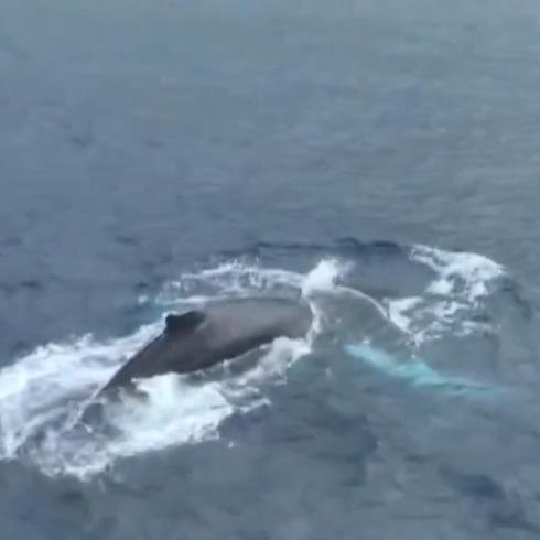 Momento en que ballena jorobada impacta al Mundial de Surfing en Arecibo