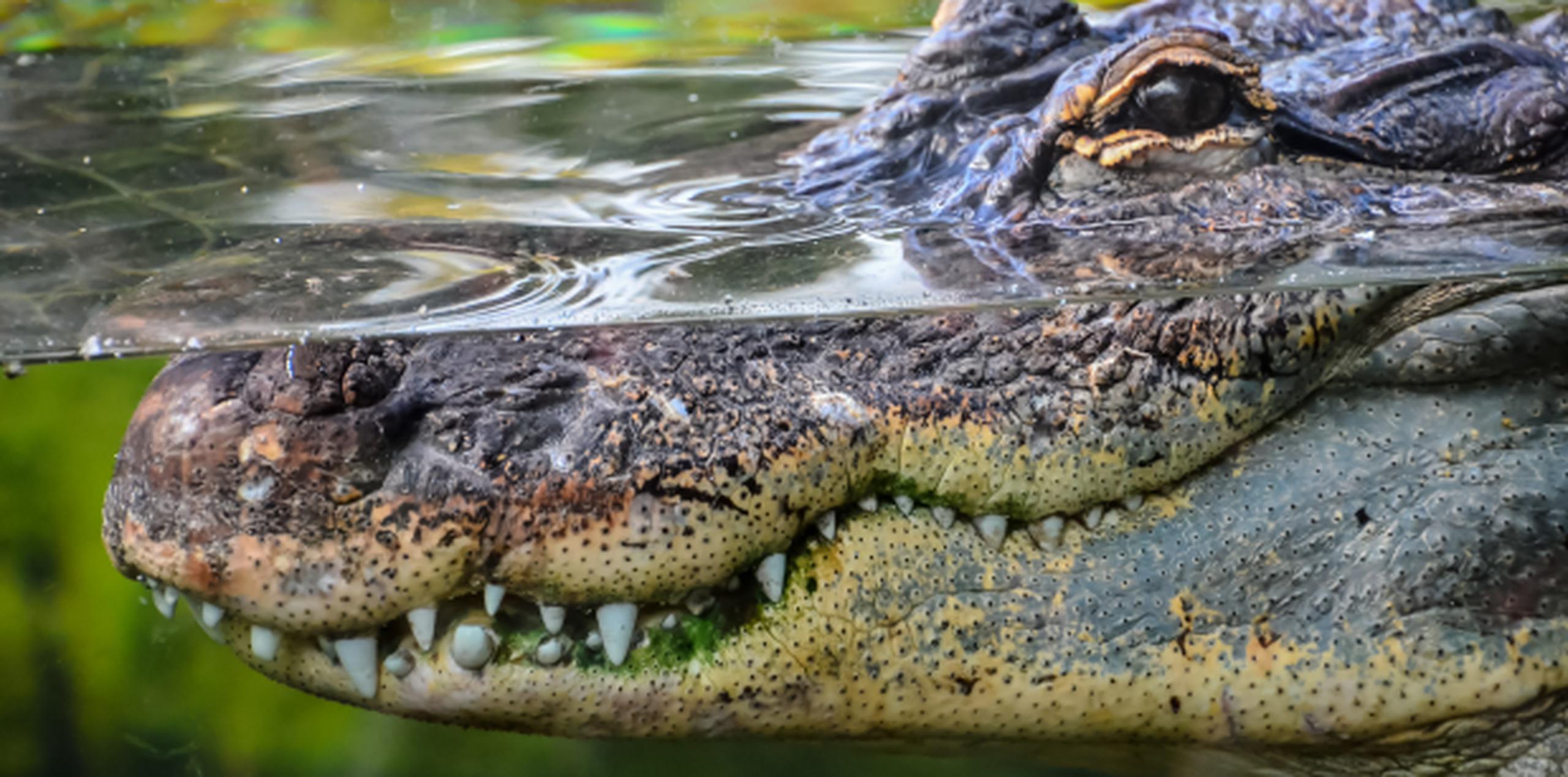 El reptil medía casi nueve pies de largo. (Shutterstock)