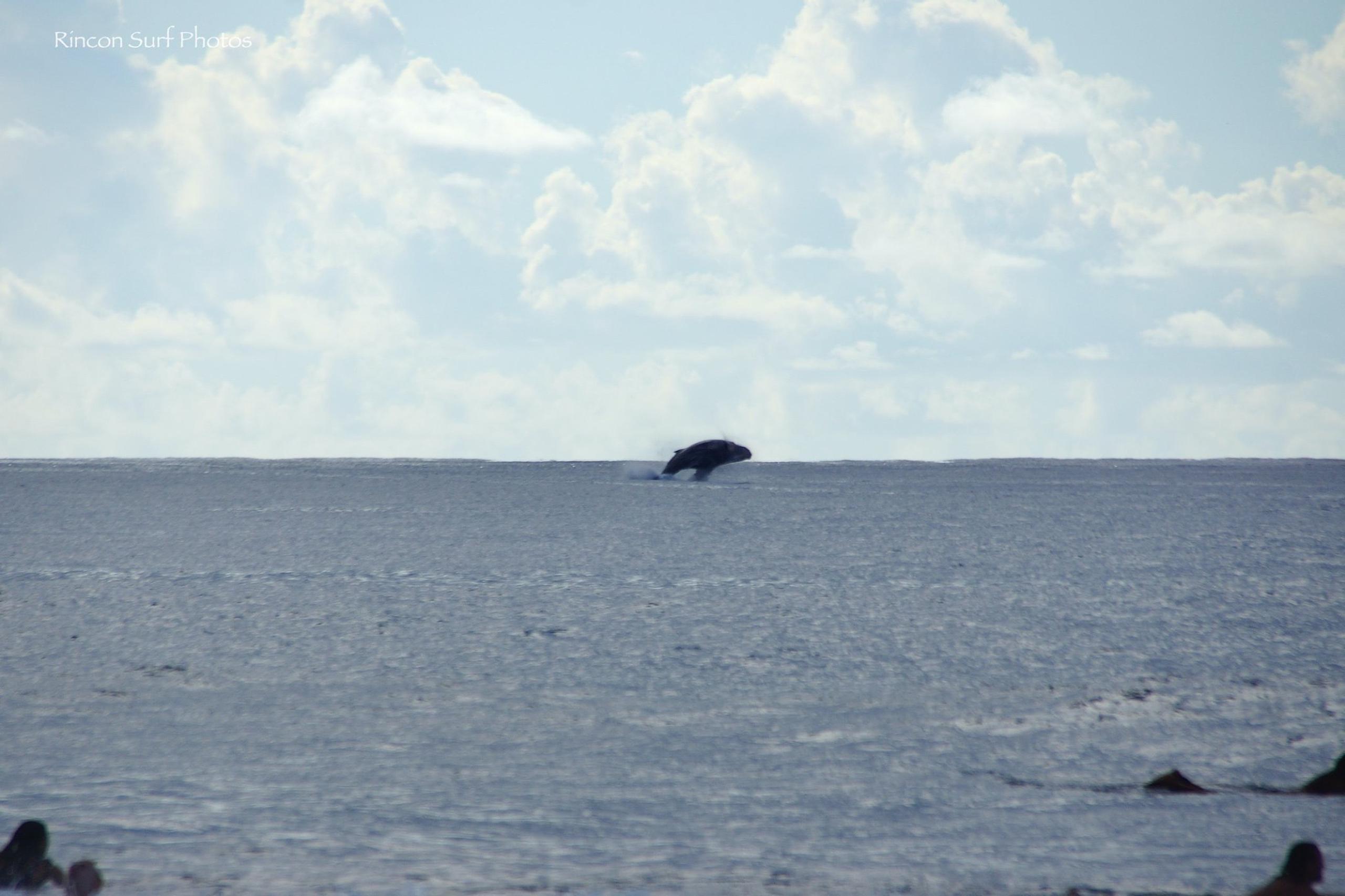 El alcalde explicó que las ballenas que aparecen en las fotografías tomadas por bañistas son las llamadas “jorobada”.  (suministrada)
