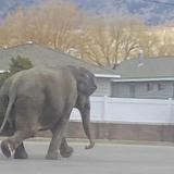 Elefanta escapa de circo y deambula por calles de Montana