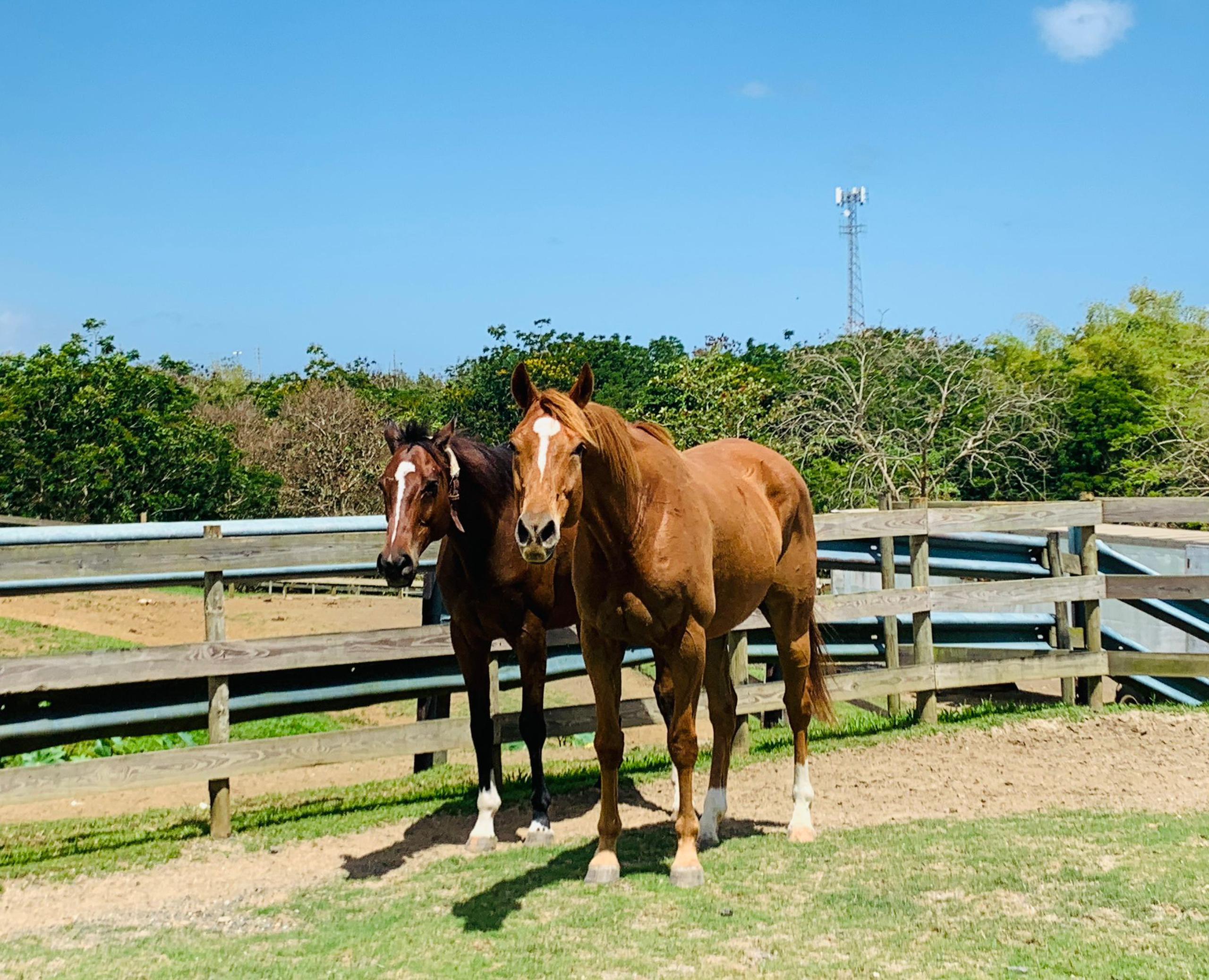 La Caribbean Thoroughbred Aftercare en Río Grande invita a su finca en Río Grande para un tiempo de educación y entretenimiento con caballos de carrera retirados.
