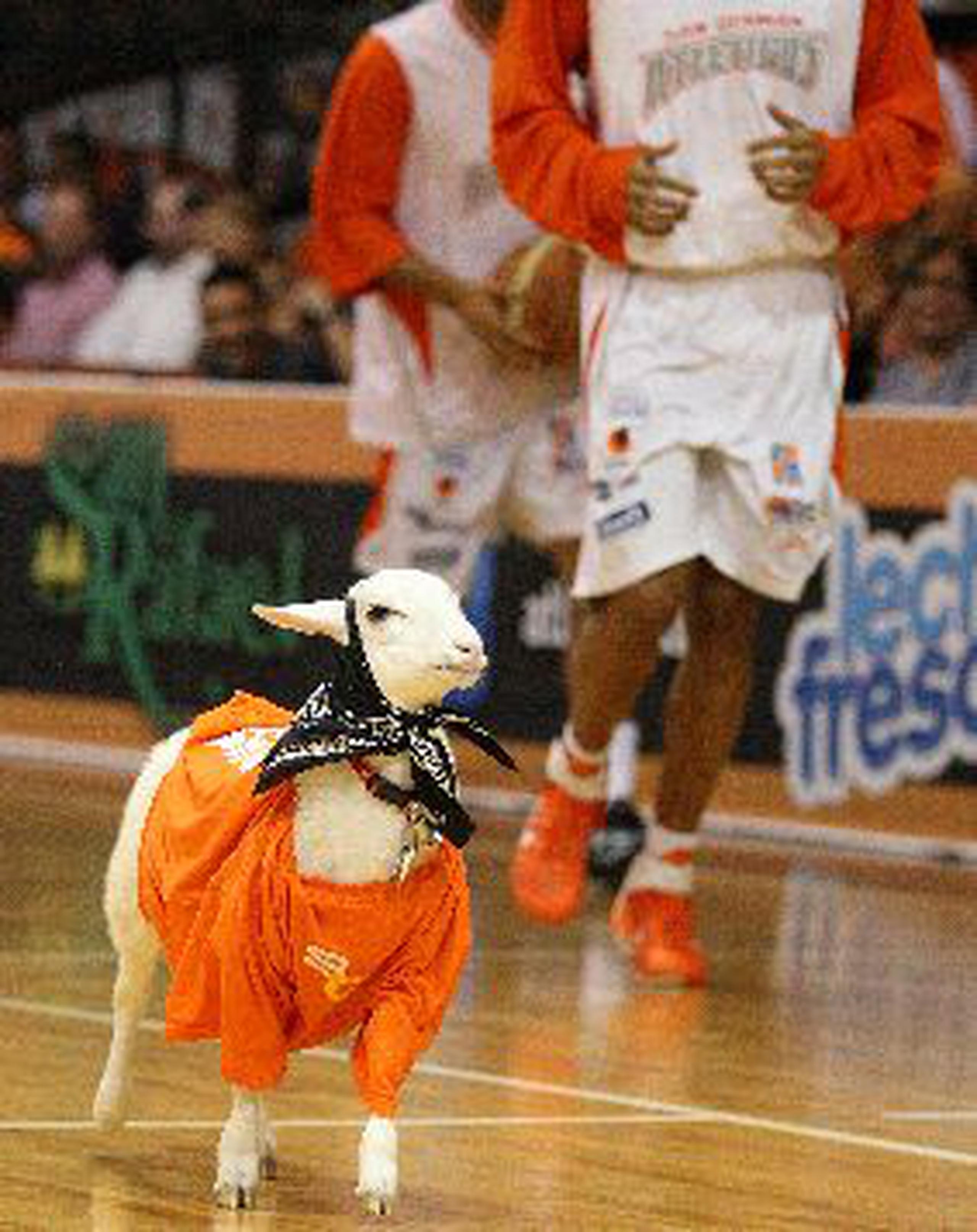 Un ovejo de tres meses es el amuleto de los Atléticos Primera Hora