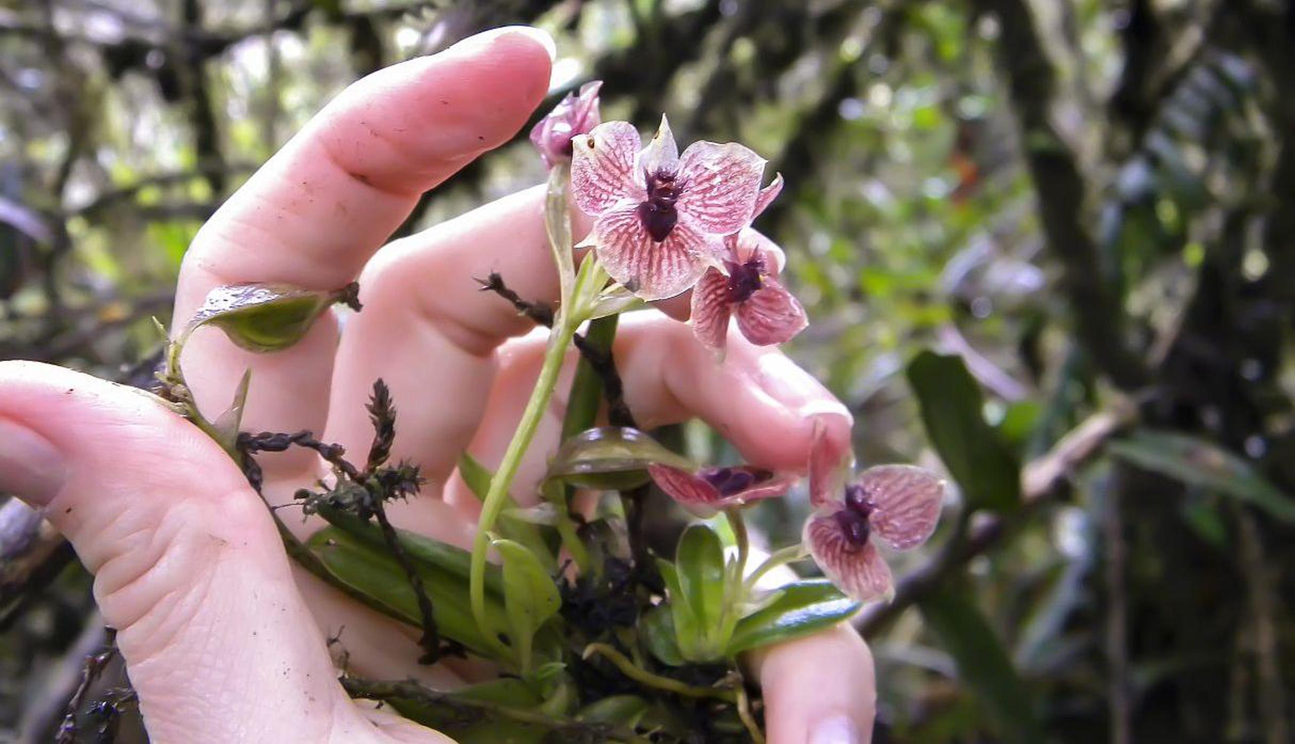 La orquídea 'Telipogon diabolicus'. Fue descubierta en Colombia. (GDA)