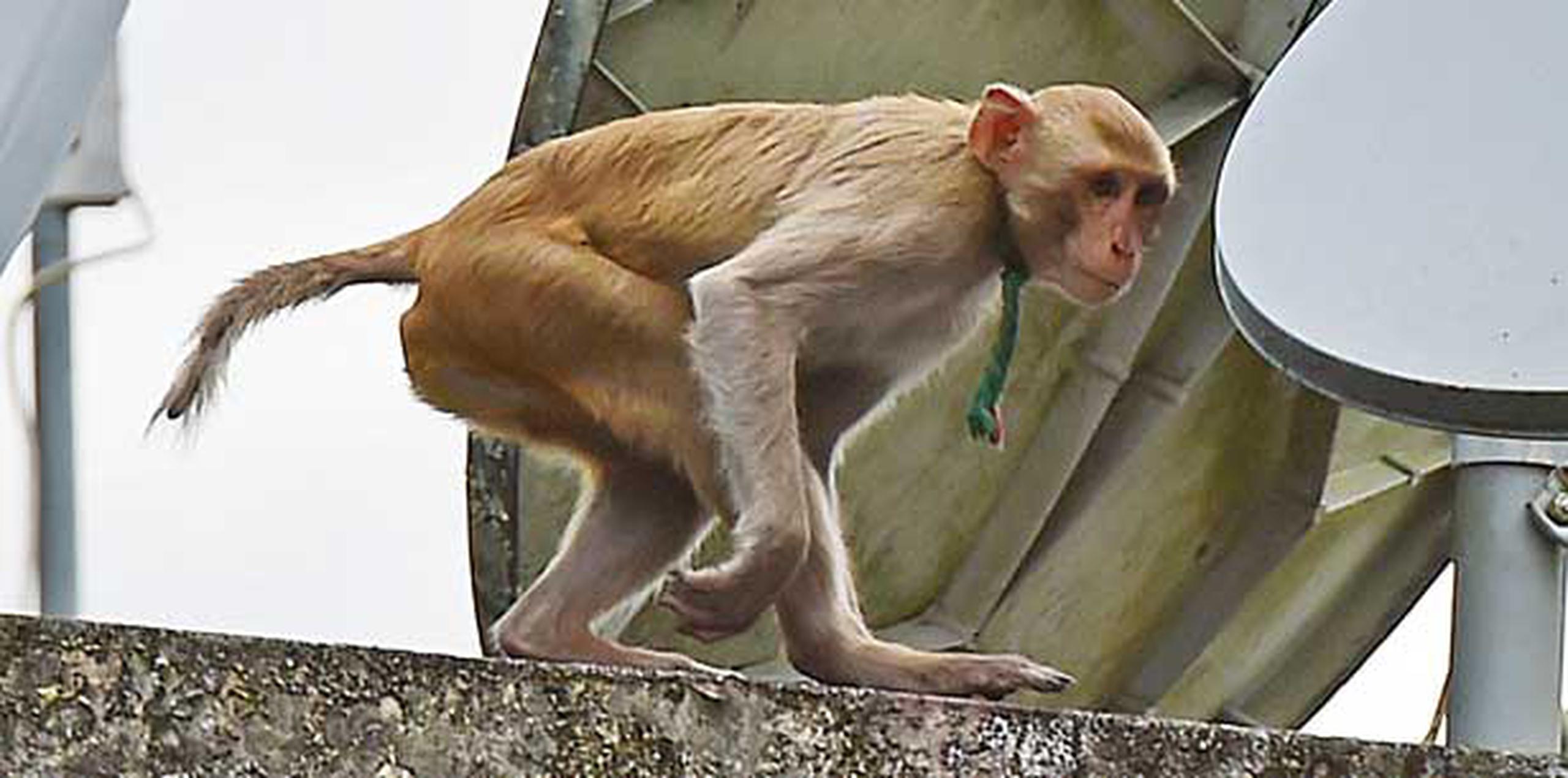 Según vecinos, parece que el mono esté domesticado ya que por las noches toca las ventanas de las casas, como pidiendo que lo dejen entrar. (luis.alcaladelolmo@gfrmedia.com)
