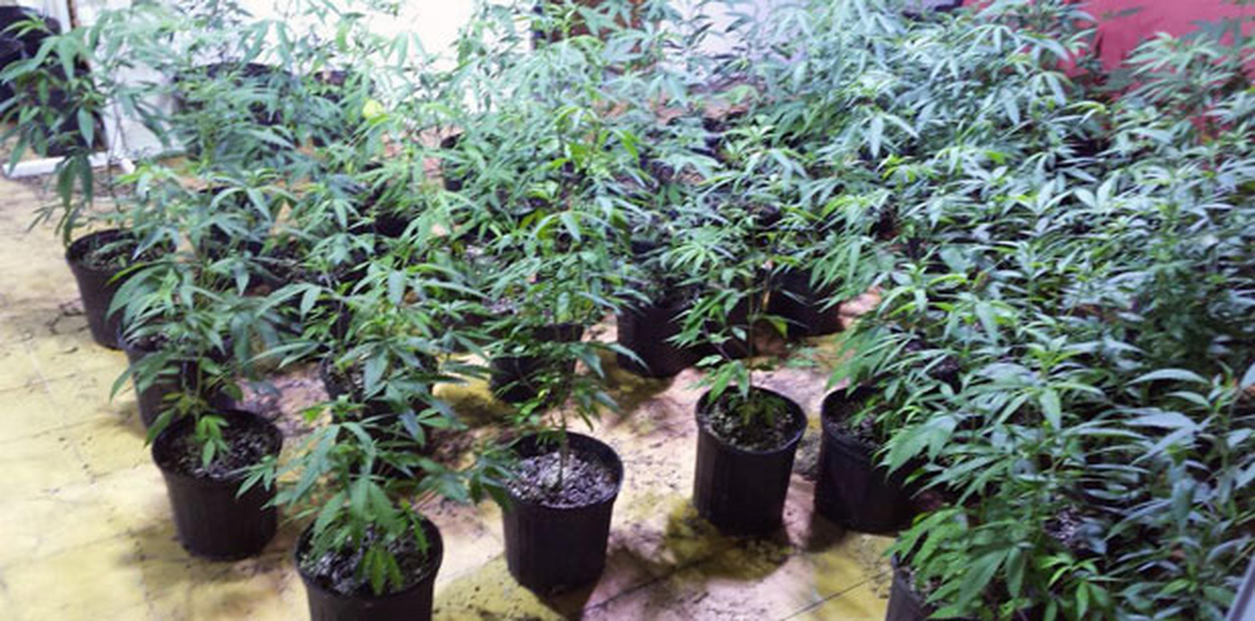 Decenas de plantas de marihuana en sus diferentes etapas de crecimiento, algunas de ellas en tiestos, fueron ocupadas por los agentes, quienes se encuentran en proceso de realizar el inventario. ((Suministrada)