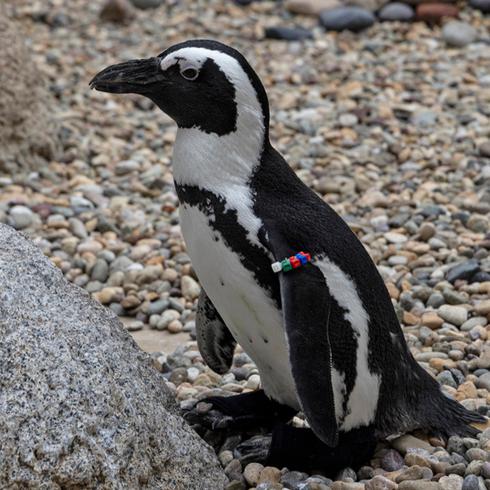Salvan a pingüino con botas ortopédicas