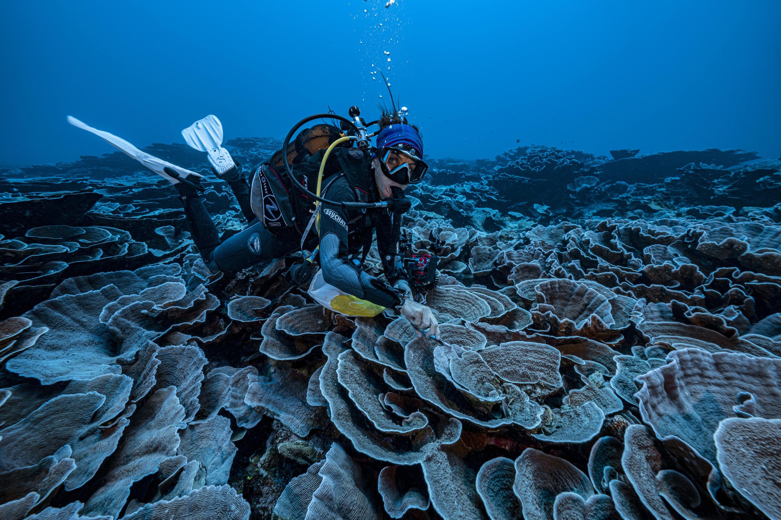 El proyecto, dirigido por el fotógrafo explorador Alexis Rosenfeld, se enmarca dentro del planteamiento global de la Unesco de cartografiar los océanos.