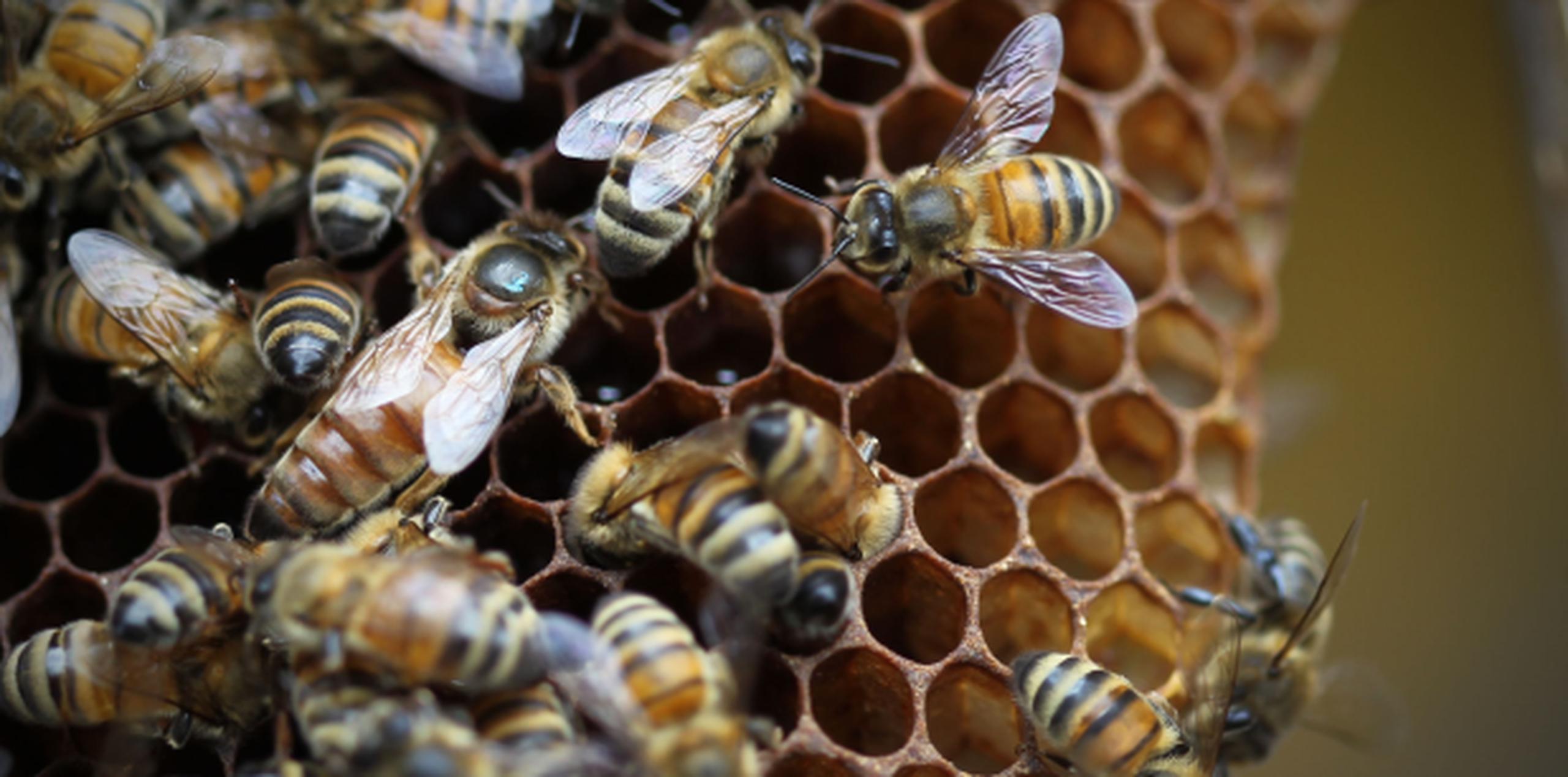 Un enjambre de unas 30.000 abejas atacó a una pareja en el norte de Texas cuando entrenaba a sus caballos miniatura y picaron tantas veces a los animales que los mataron. (Archivo)