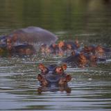 Gobierno colombiano esterilizará los hipopótamos de Pablo Escobar