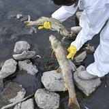 Muerte masiva de peces en Alemania