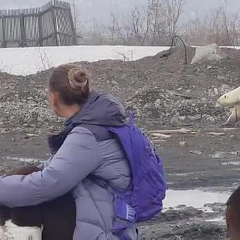 Un oso polar hambriento aparece en una ciudad rusa