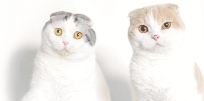 Las Razas De Gatos Mas Extranas Del Mundo Primera Hora
