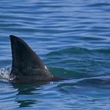 Mujer muere por ataque de tiburón en San Martín