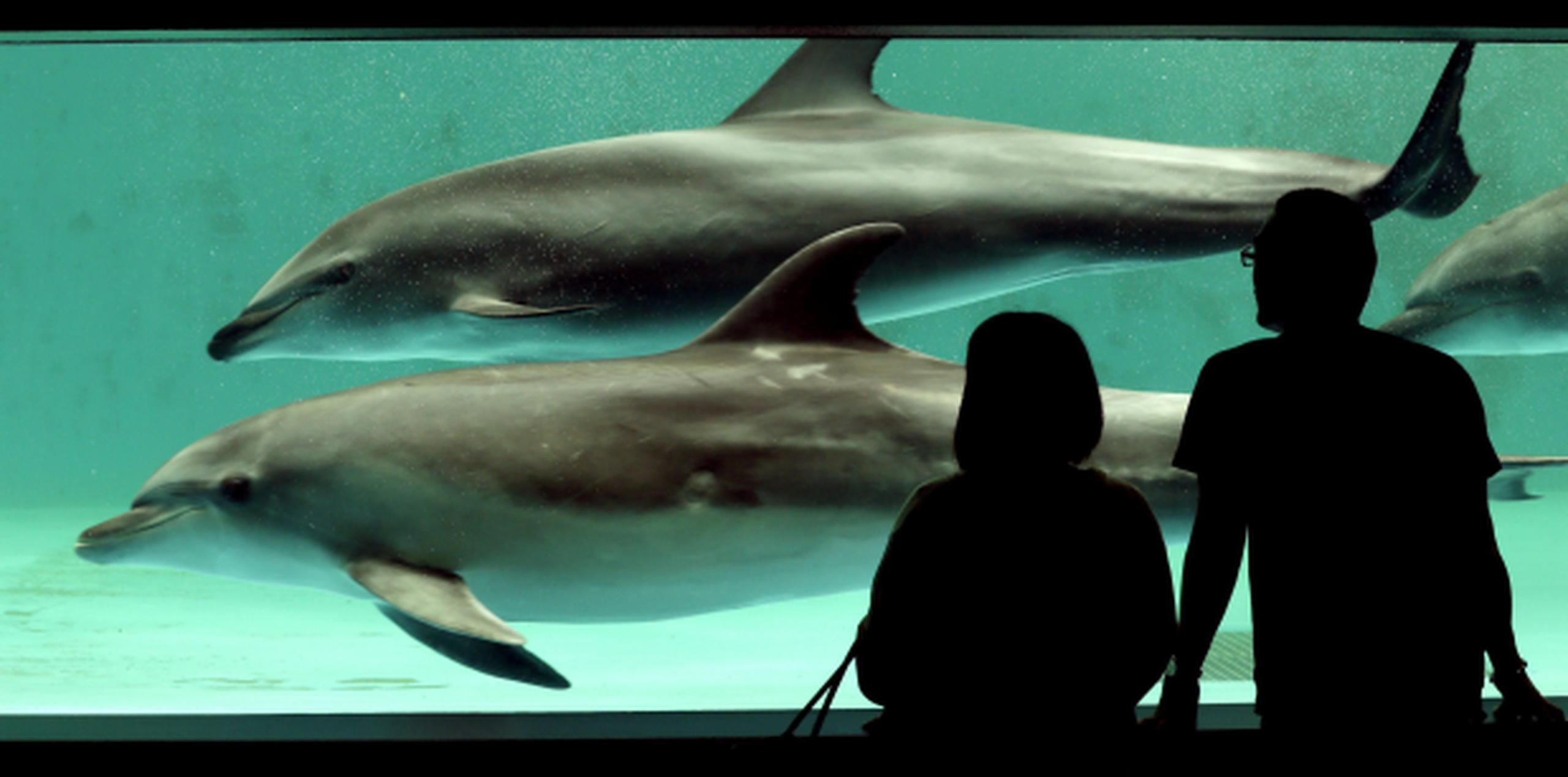 "The Cove", ganador en 2009 del Oscar a mejor documental, muestra el método inventado en este pueblo por el cual varias embarcaciones crean un muro de sonido que empuja a los delfines a una bahía en la que parte es seleccionada para vender a zoos y acuarios y el resto es arponeado y destinado al consumo alimentario en Japón. (AP)