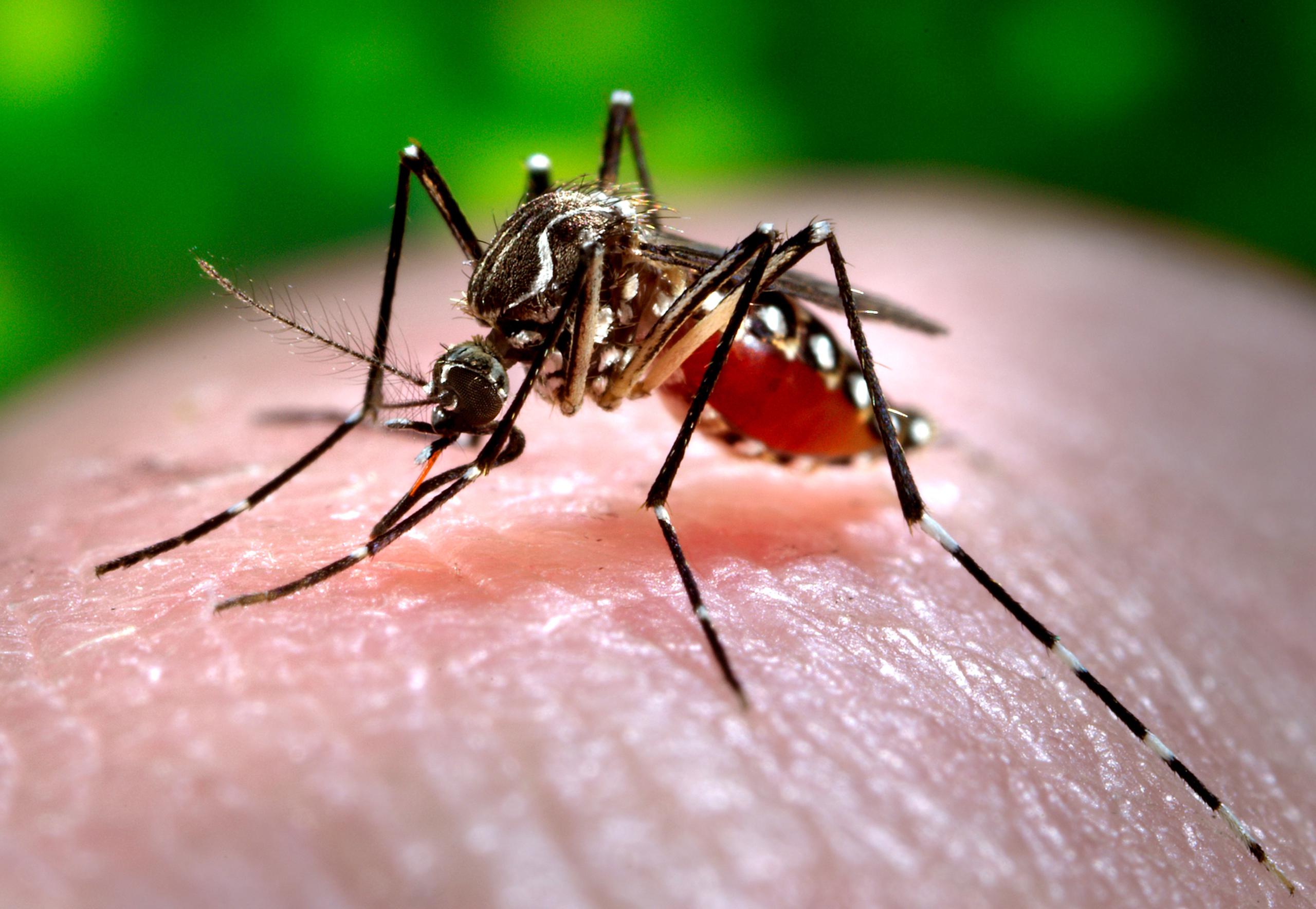 El dengue, transmitido por el mosquito Aedes aegypti, es una enfermedad que afecta a personas de todas las edades.
