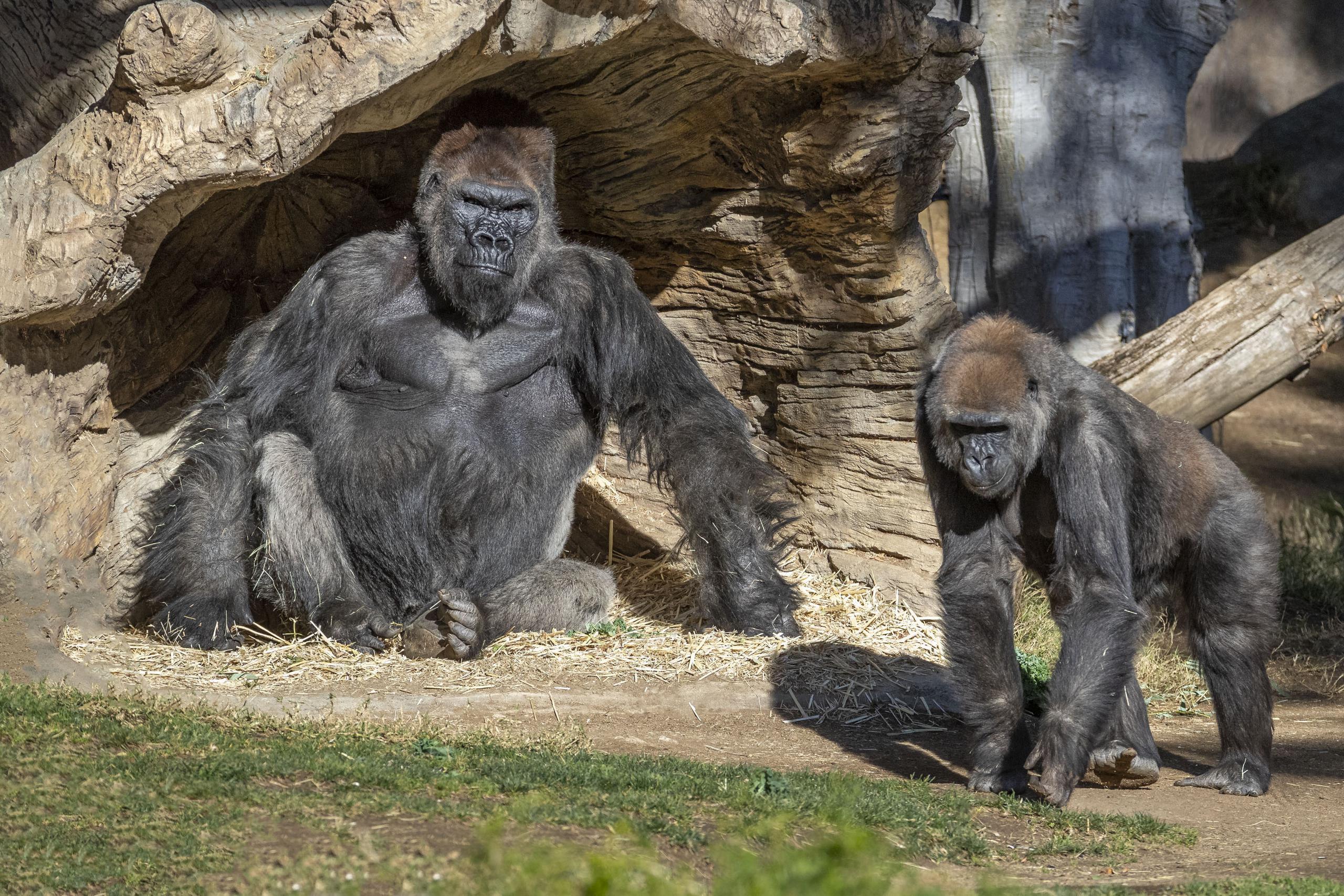 Gorilas de zoológico de San Diego también dieron positivo a coronavirus.