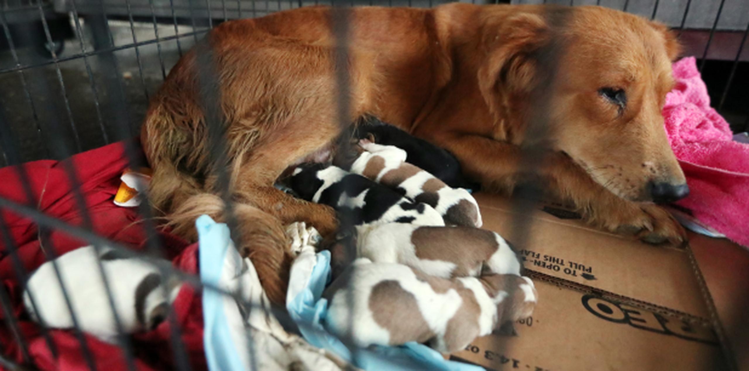 Una perra parió sus seis cachorros y todos están vivos de milagro tras nacer hoy, día en que pasa cerca de Puerto Rico un huracán categoría 5. (JUAN.MARTINEZ@GFRMEDIA.COM)