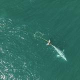 Rescatistas buscan ballena gris que se enredó con una red en la costa norte de California