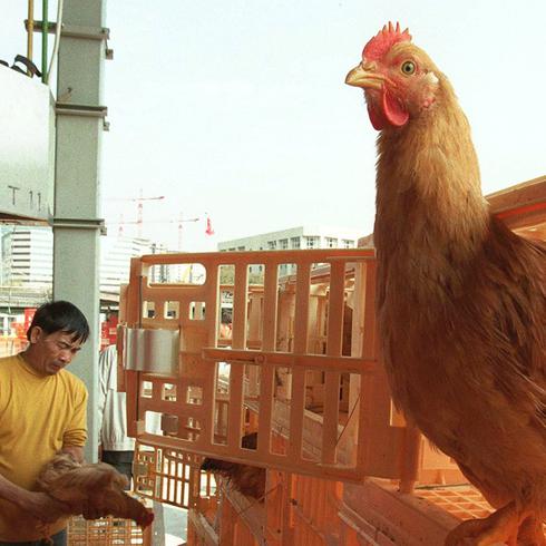 China confirma primer contagio humano de la cepa H10N3 de la gripe aviar