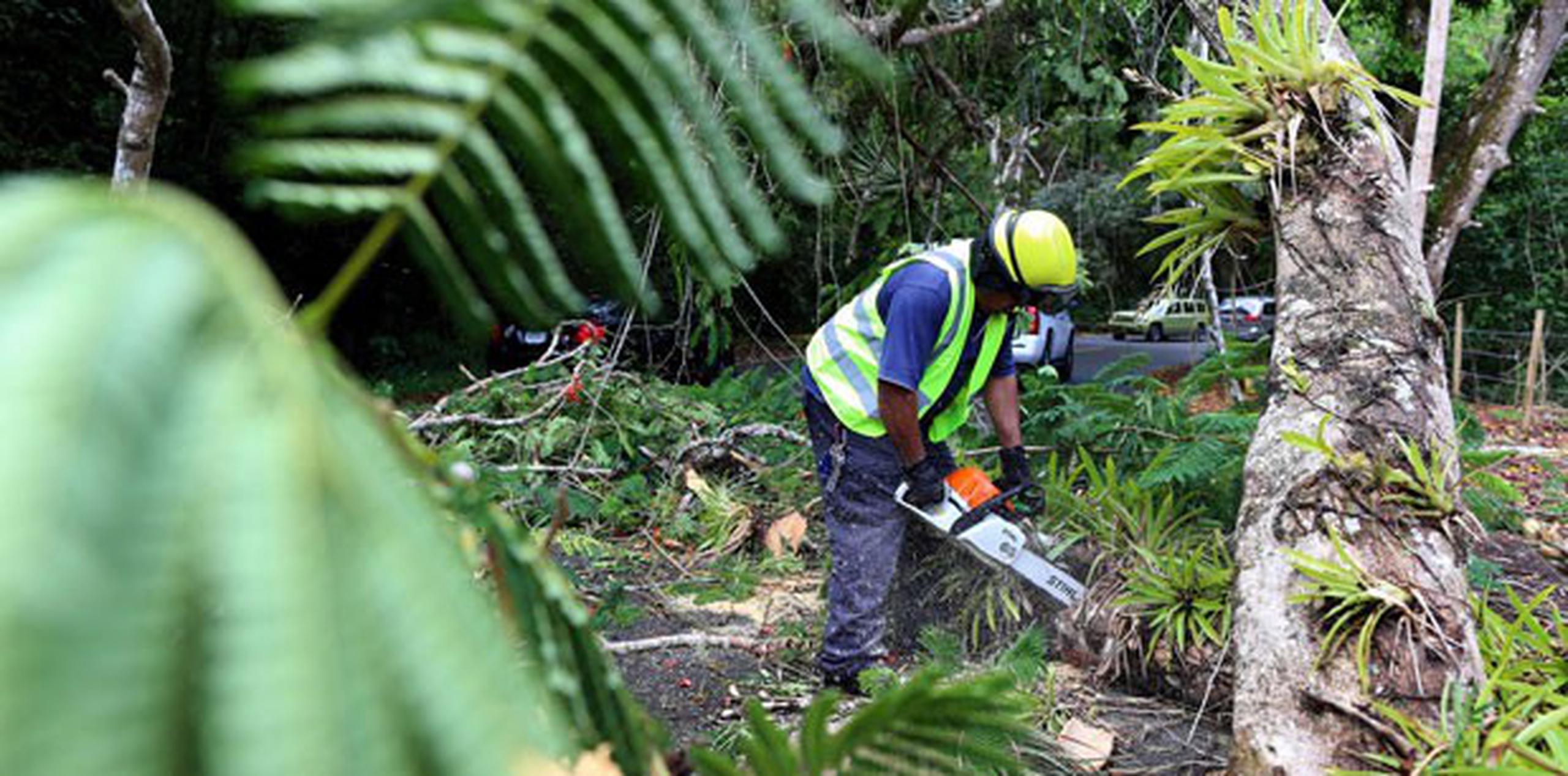 Remueven en Cayey árbol caído en la carretera PR 1 hacia Aibonito.(angel.rivera@gfrmedia.com)