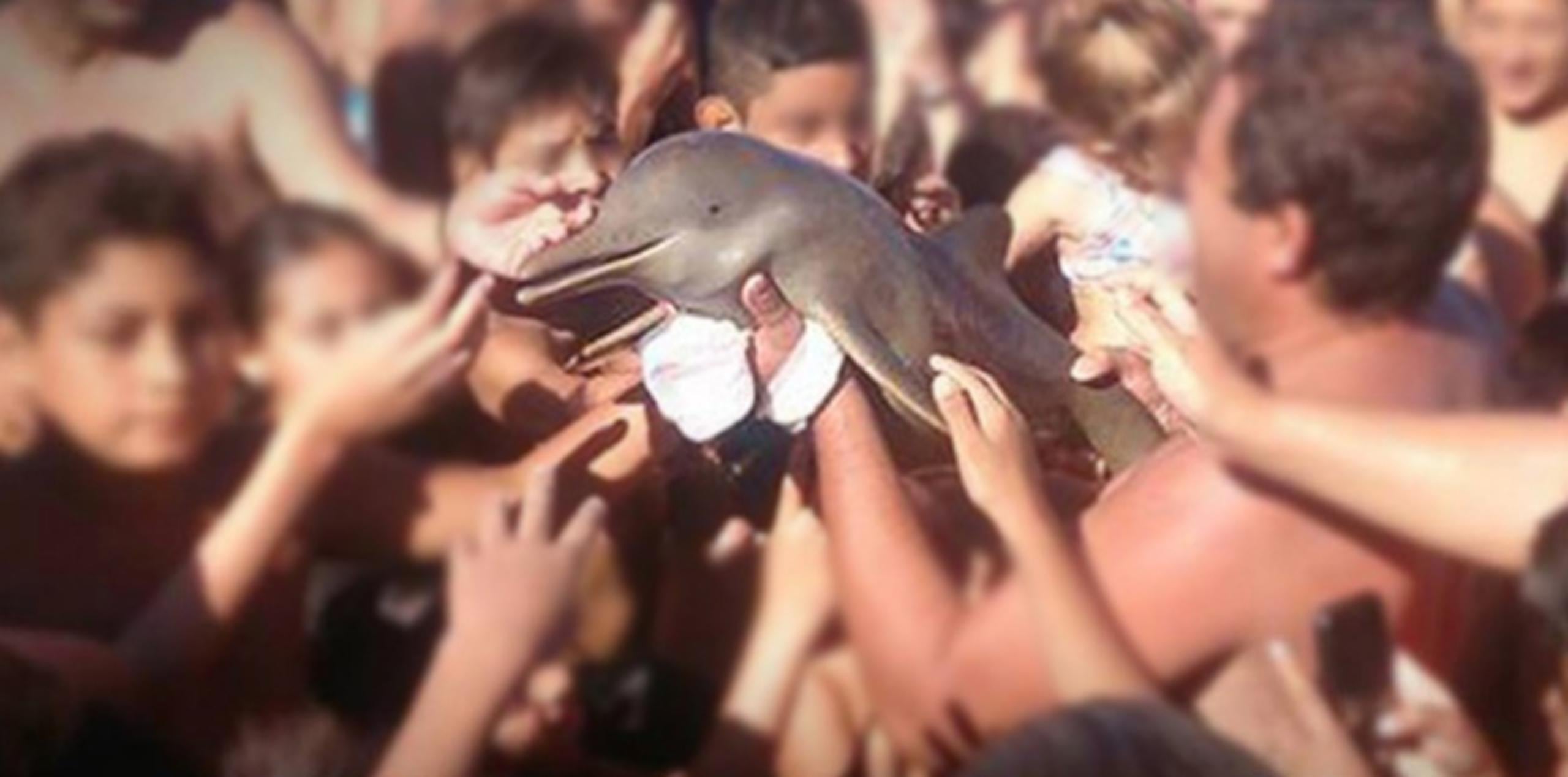 En la imagen, la cría de delfín que murió el año pasado en Santa Teresita, Buenos Aires. (Fundación Vida Silvestre)
