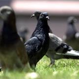 DRNA advierte restricciones en la temporada de caza de palomas y tórtolas
