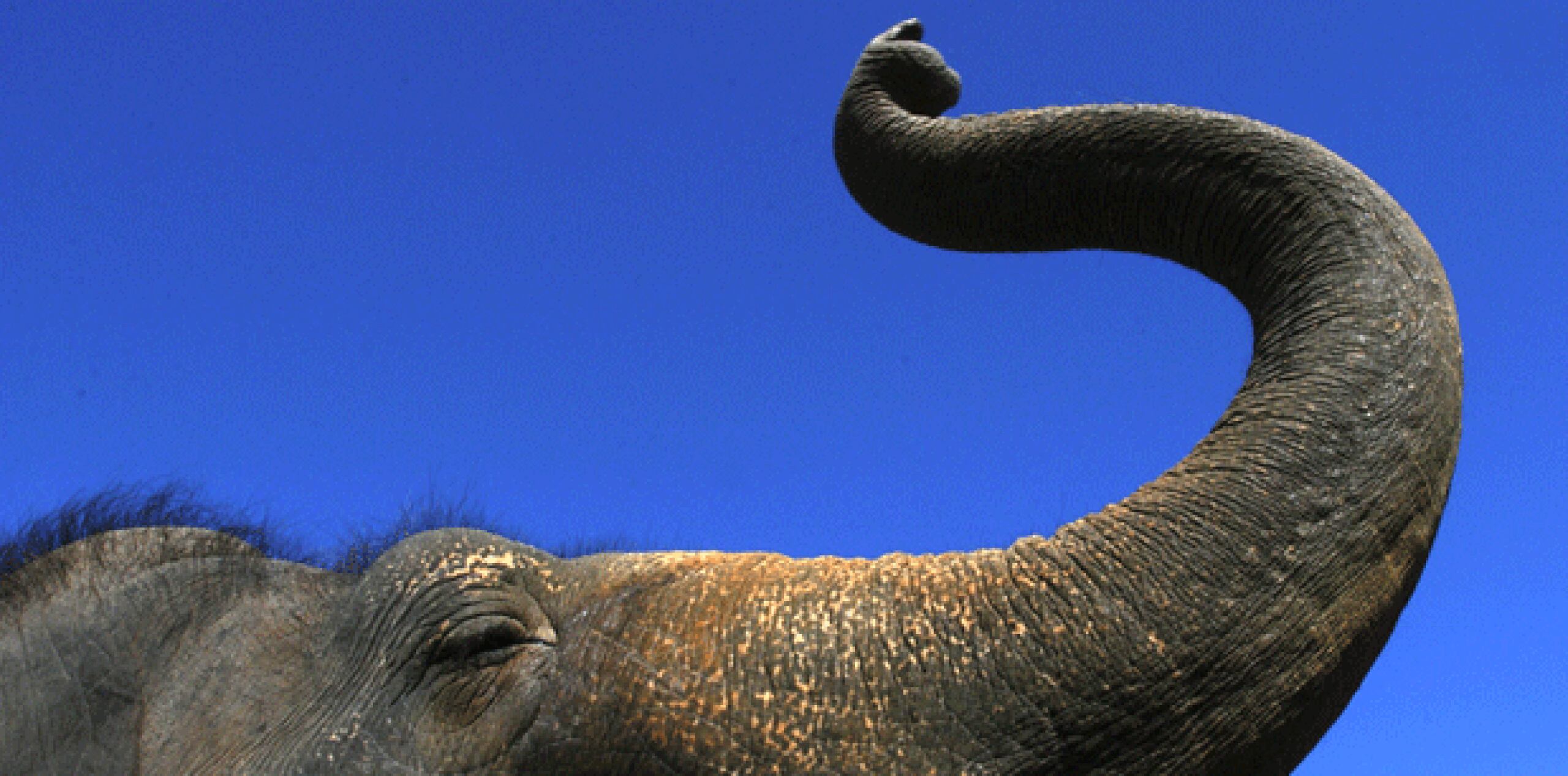 Steve Broad, director ejecutivo del grupo de conservación de la vida silvestre TRAFFIC, dijo que resulta increíble que la caza furtiva a tal escala no haya sido identificada y combatida. (Archivo)