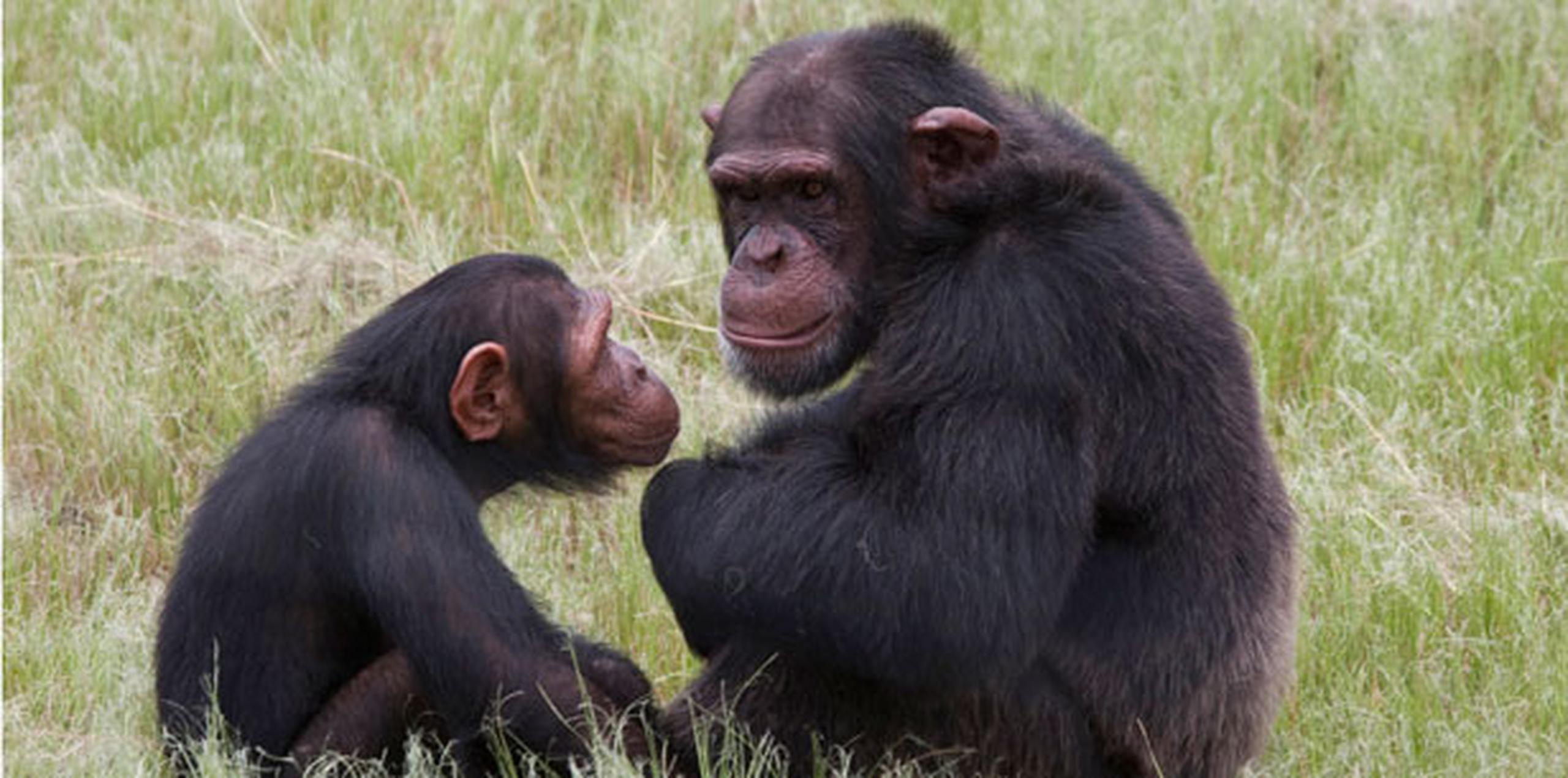 Se calcula que más de 22,000 grandes simios han sido vendidos ilegalmente en un período de siete años que terminó en 2011. (AP)
