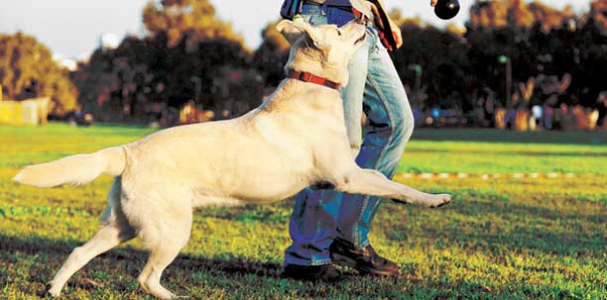 por qué los perros pastores no tienen cola