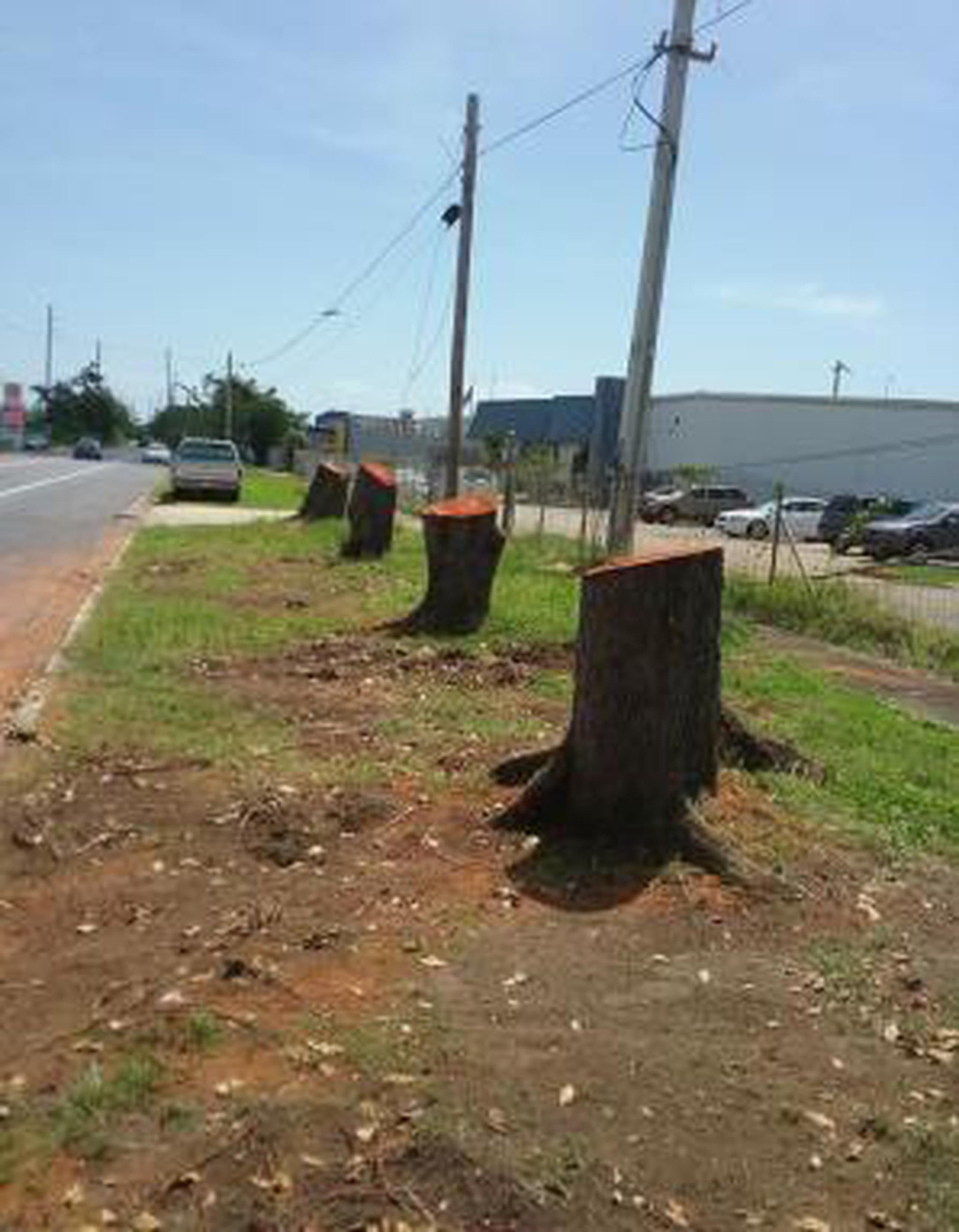 El corte de los árboles, alegadamente, responde a la construcción de encintado. (Captura Facebook)