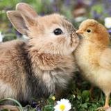 ¿Debemos regalar conejos y pollitos en Pascua?