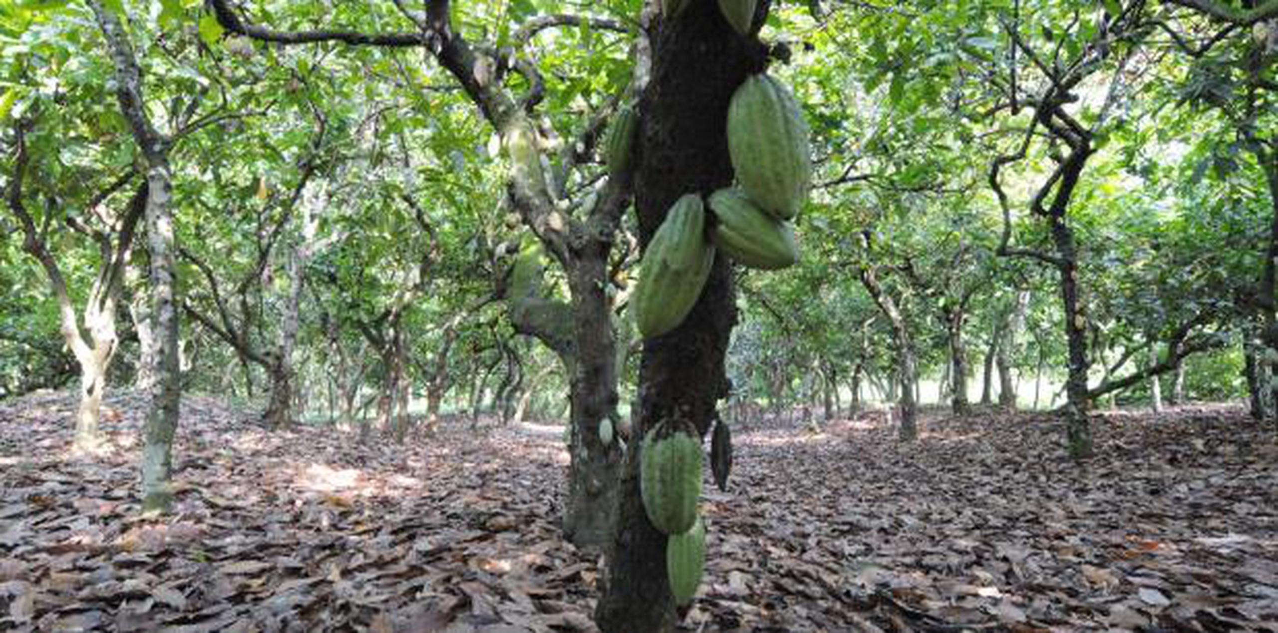 "Estamos confiados en que, como resultado de este proyecto, lograremos incrementar dramáticamente nuestras compras de cacao de Puerto Rico", explicó el vicepresidente de Cortés Hermanos, Eduardo Cortés. (archivo)
