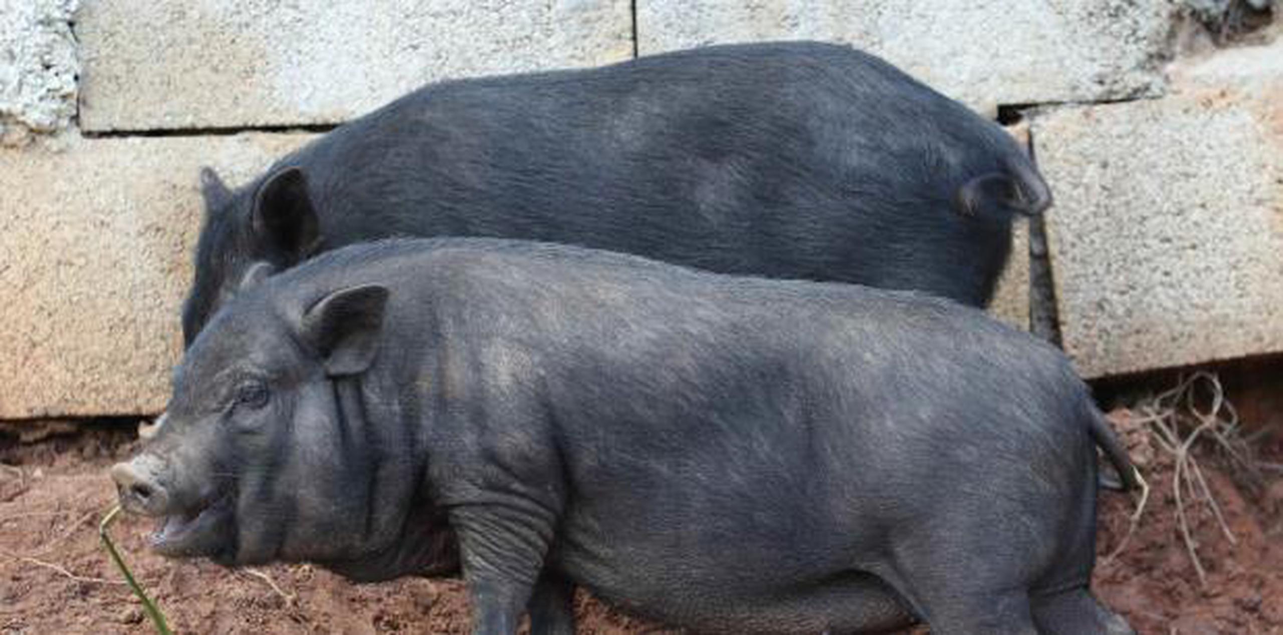 Estos cerdos avistados en Cantera, según las observaciones de diversos especialistas, son animales "realengos" y domesticados, según la funcionaria gubernamental. (Archivo)