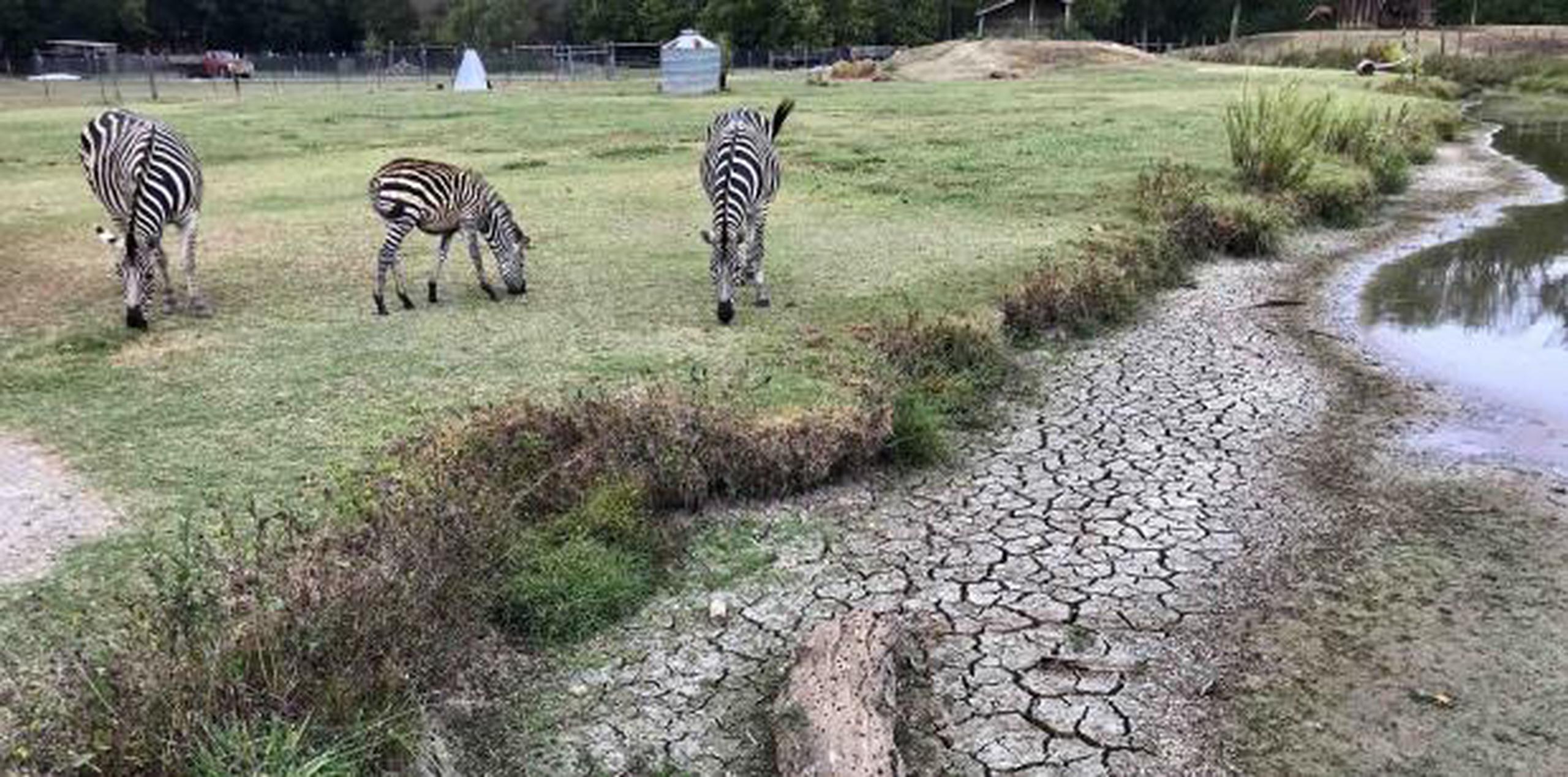 Scott Allen, dueño de la granja Pettit Creek, señaló que antes, las cebras y sus otros animales tenían agua de fuentes naturales, pero ahora depende del agua de las cañerías municipales de Cartersville, Georgia, para dar a los animales. (AP / Jeff Martin)