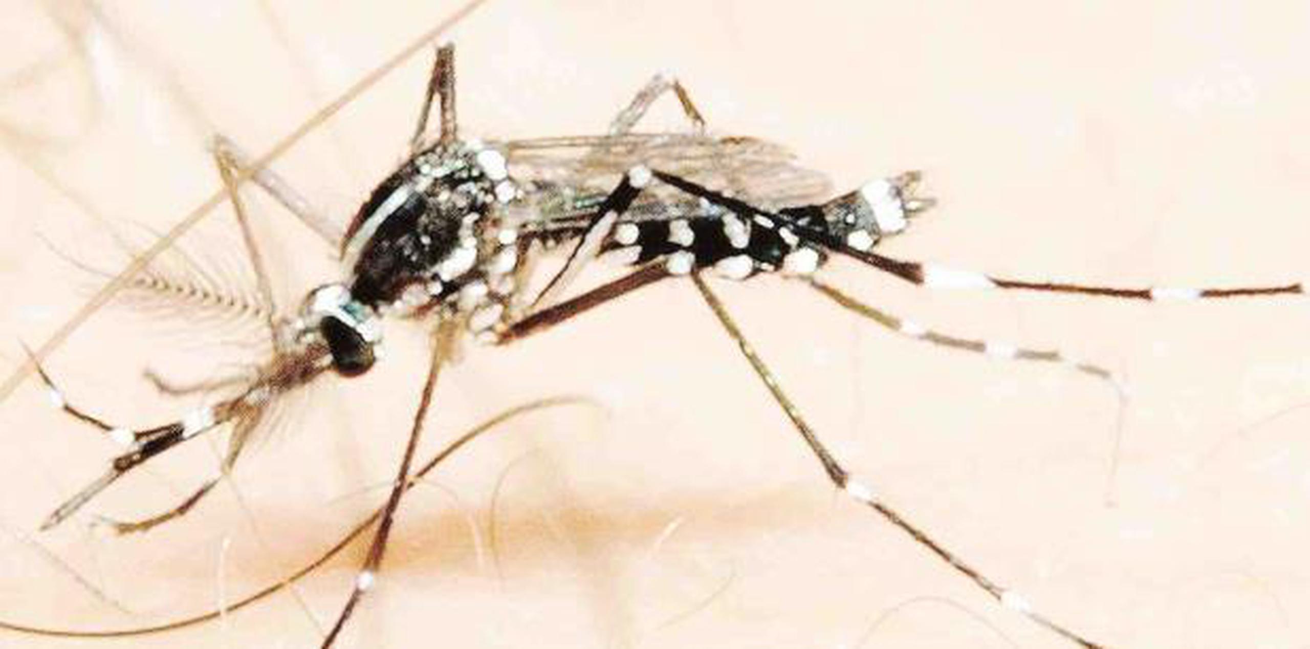 "Toda aquella persona que piense viajar, verifique antes si hay dengue en el país a visitar. Si en efecto, hay dengue, utilice siempre repelentes de mosquitos", dijo la epidemióloga del Estado, la doctora Carmen Deseda. (archivo)