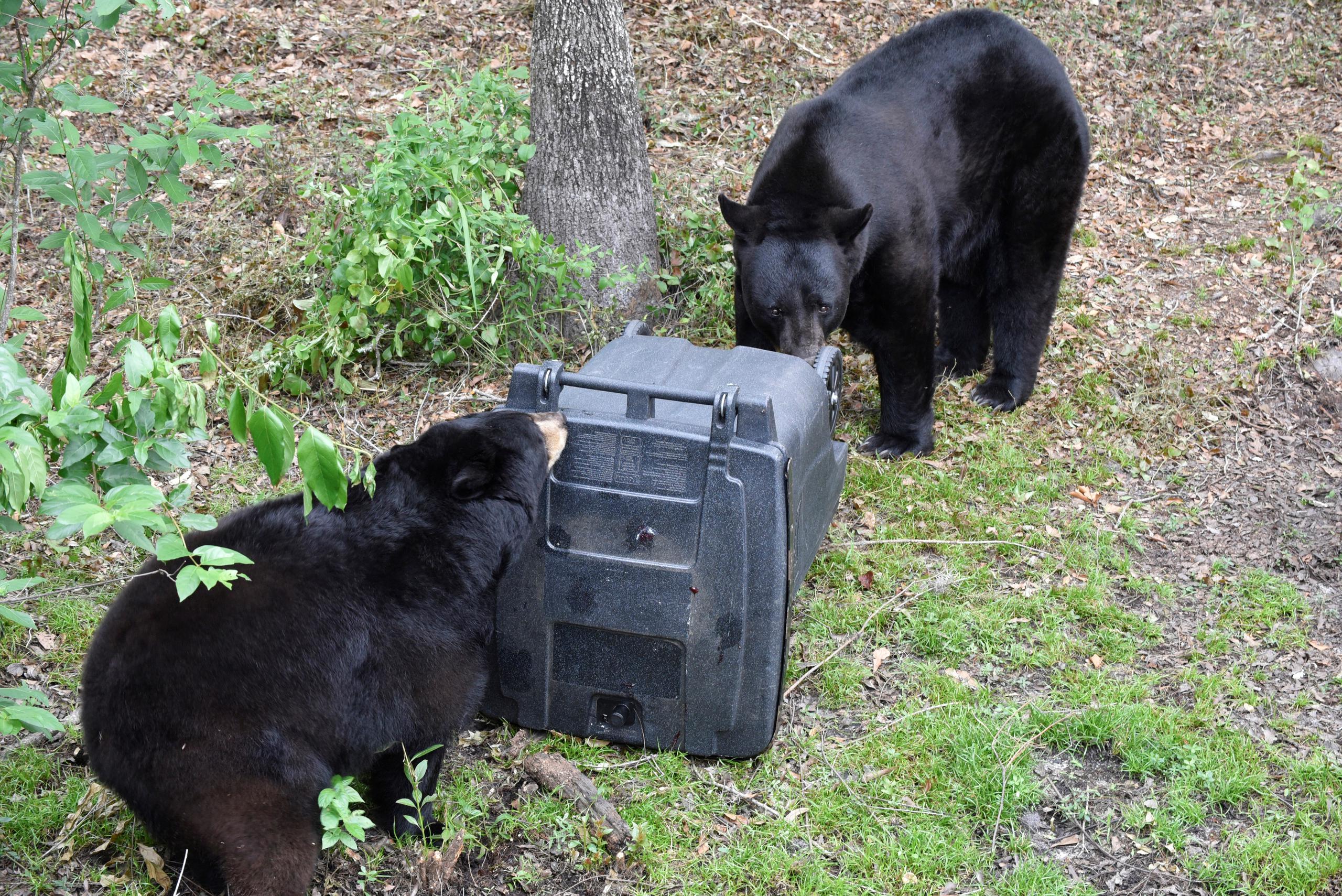 Dos osos mientras atacan a un contenedor de basura en Florida. EFE/ Tony Young/ FWC