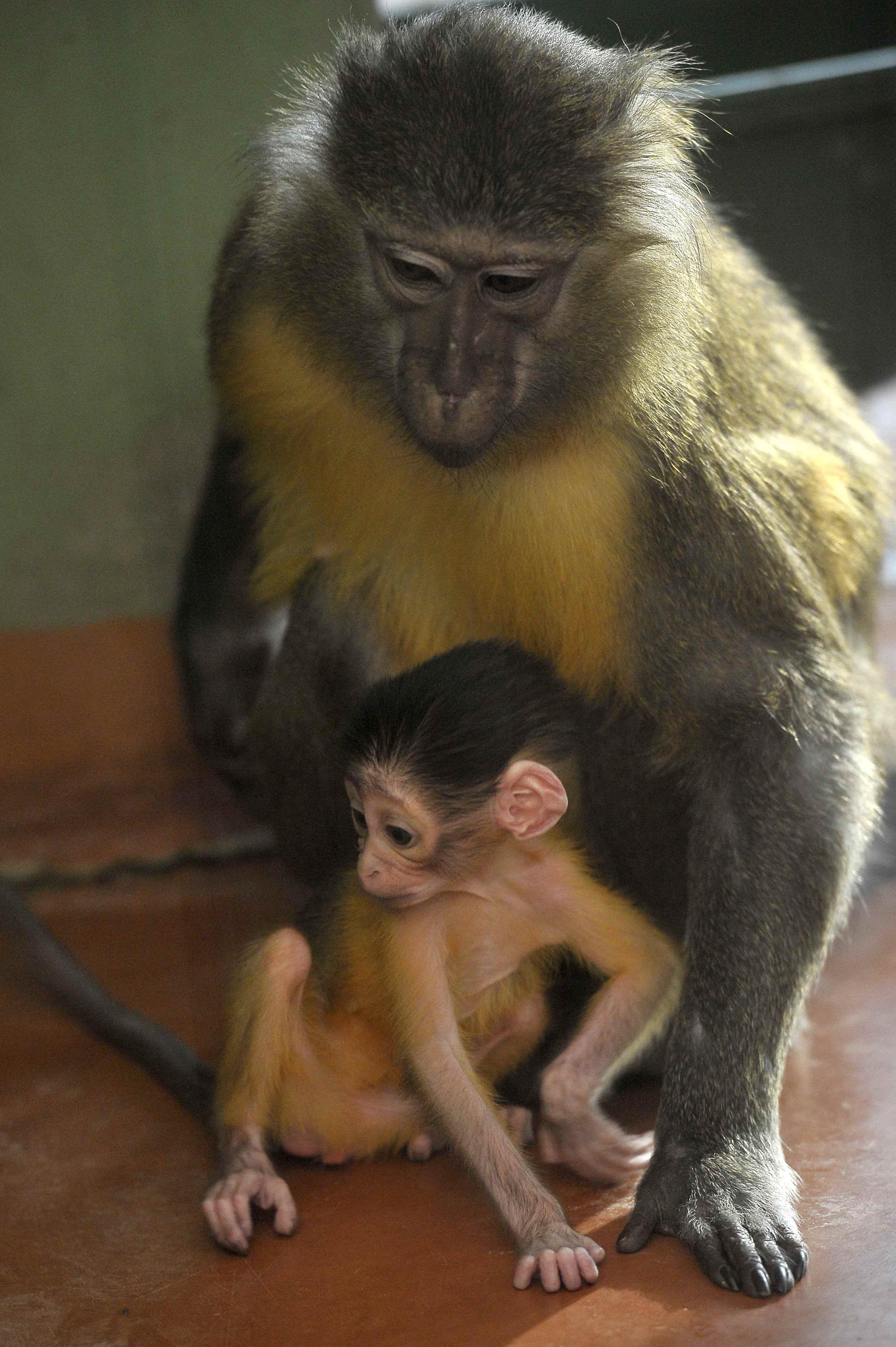 Mono mangabey de panza dorada con su crío recién nacido en el zoológico de Budapest. (Attila Kovacs / MTI vía AP)