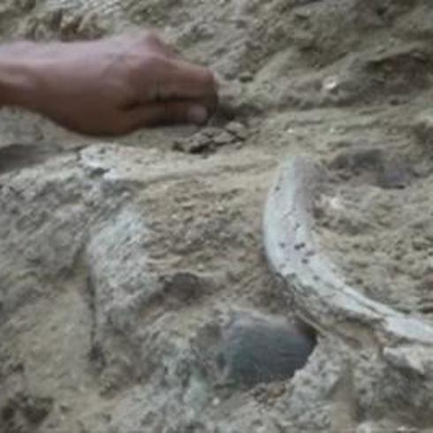 Descubren fósil de mastodonte en nuevo sitio salvadoreño