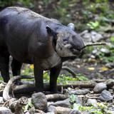 Nicaragua abrirá el primer parque de avistamiento de tapires