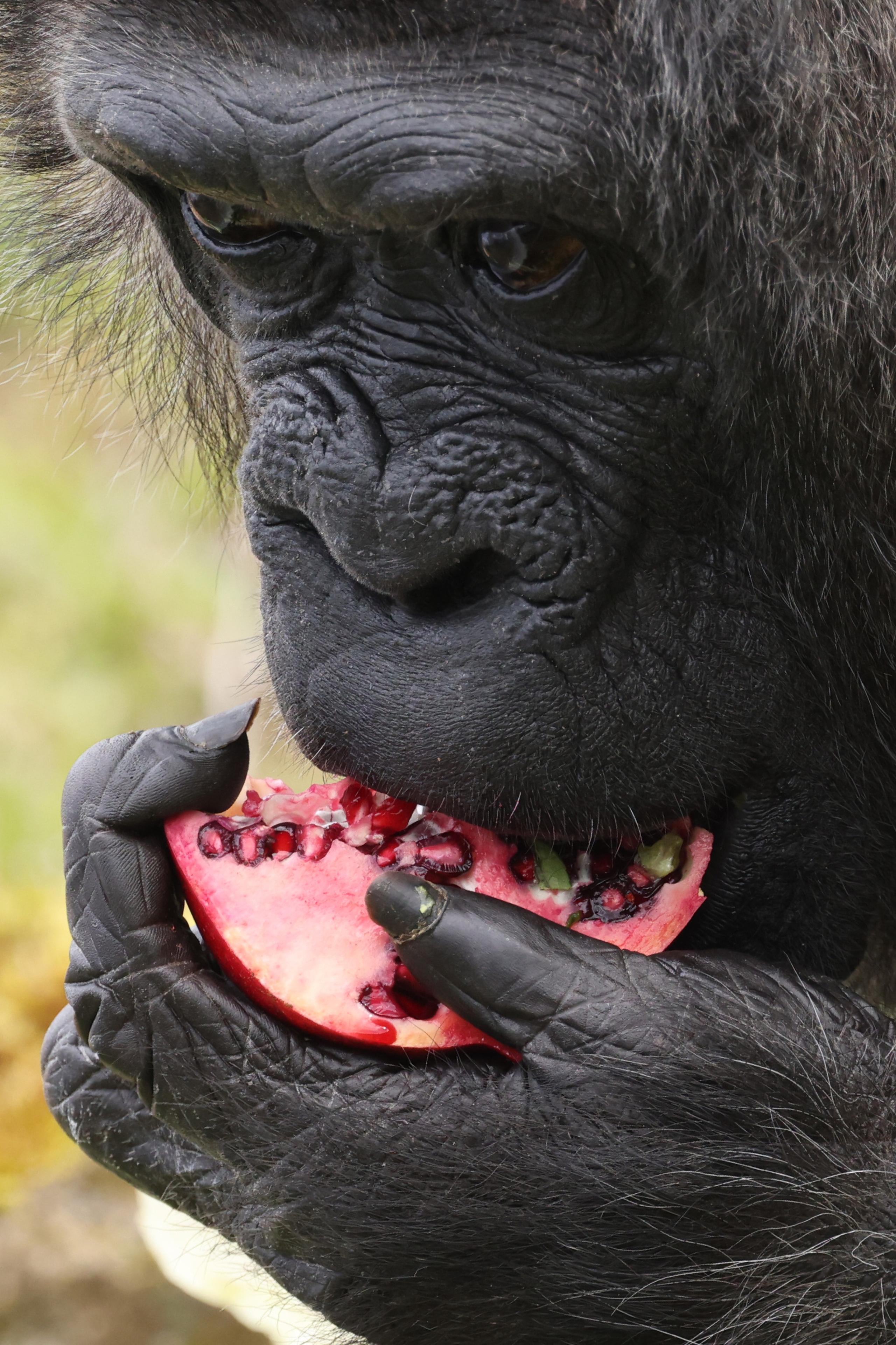 La gorila "Fatou", el ejemplar de gorila hembra más longeva del mundo, come una granada con motivo de su 66 cumpleaños, este jueves en el Zoo de Berlín. (EFE/ Clemens Bilan)