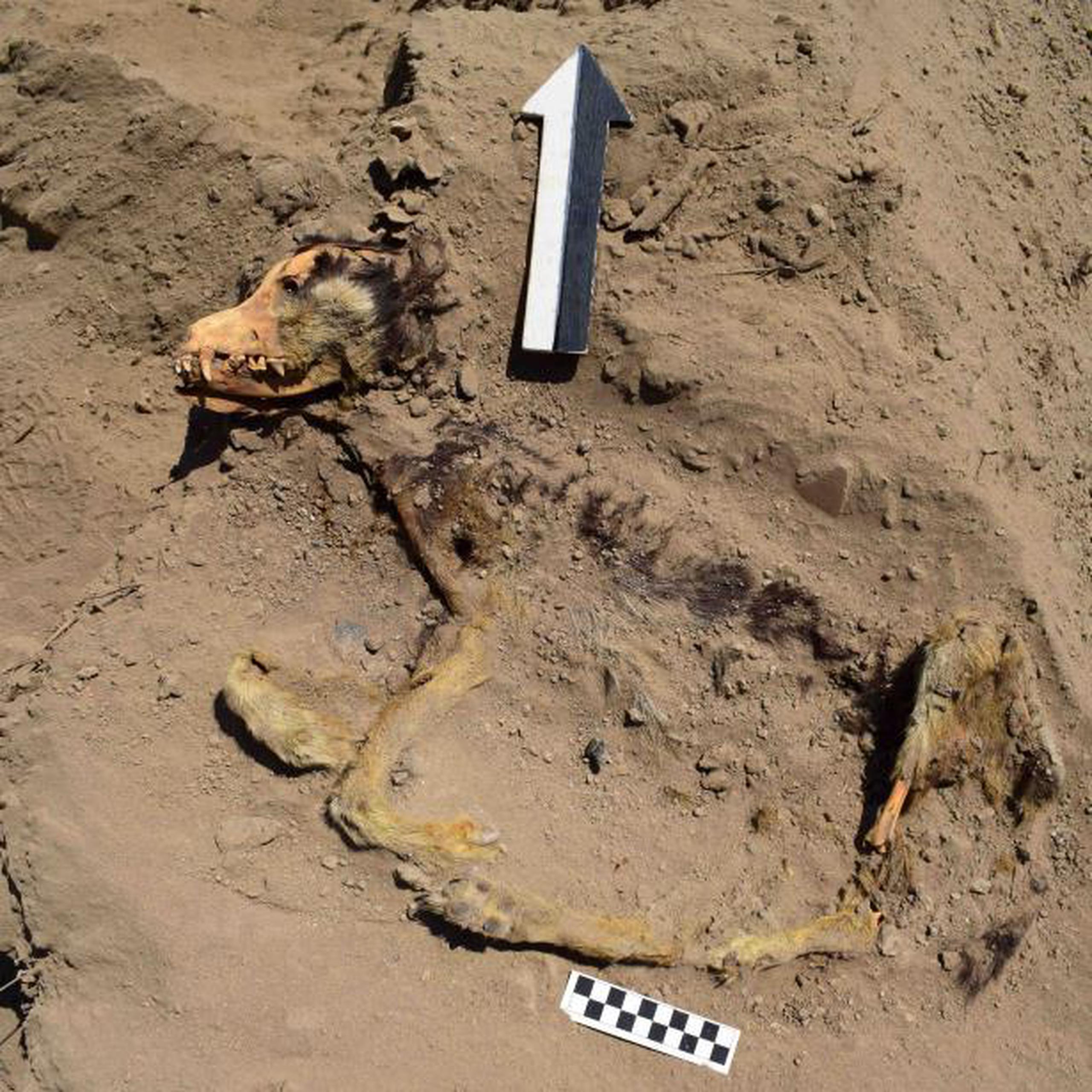 El descubrimiento del perro ocurrió en el complejo arqueológico de Sechín, en Perú. (EFE / Proyecto Arqueológico)