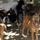 Arrestan sexagenarios tras la muerte de dos perros en Naranjito