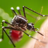 Alerta por amenaza de una nueva epidemia de dengue